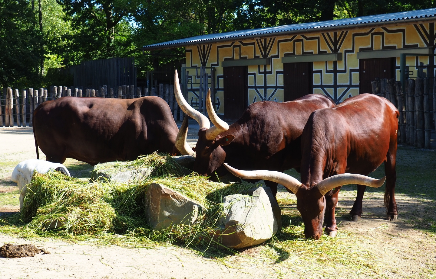 Ankole-Watusi cattle (Bos taurus taurus x B. t. indicus), 2019-05-31