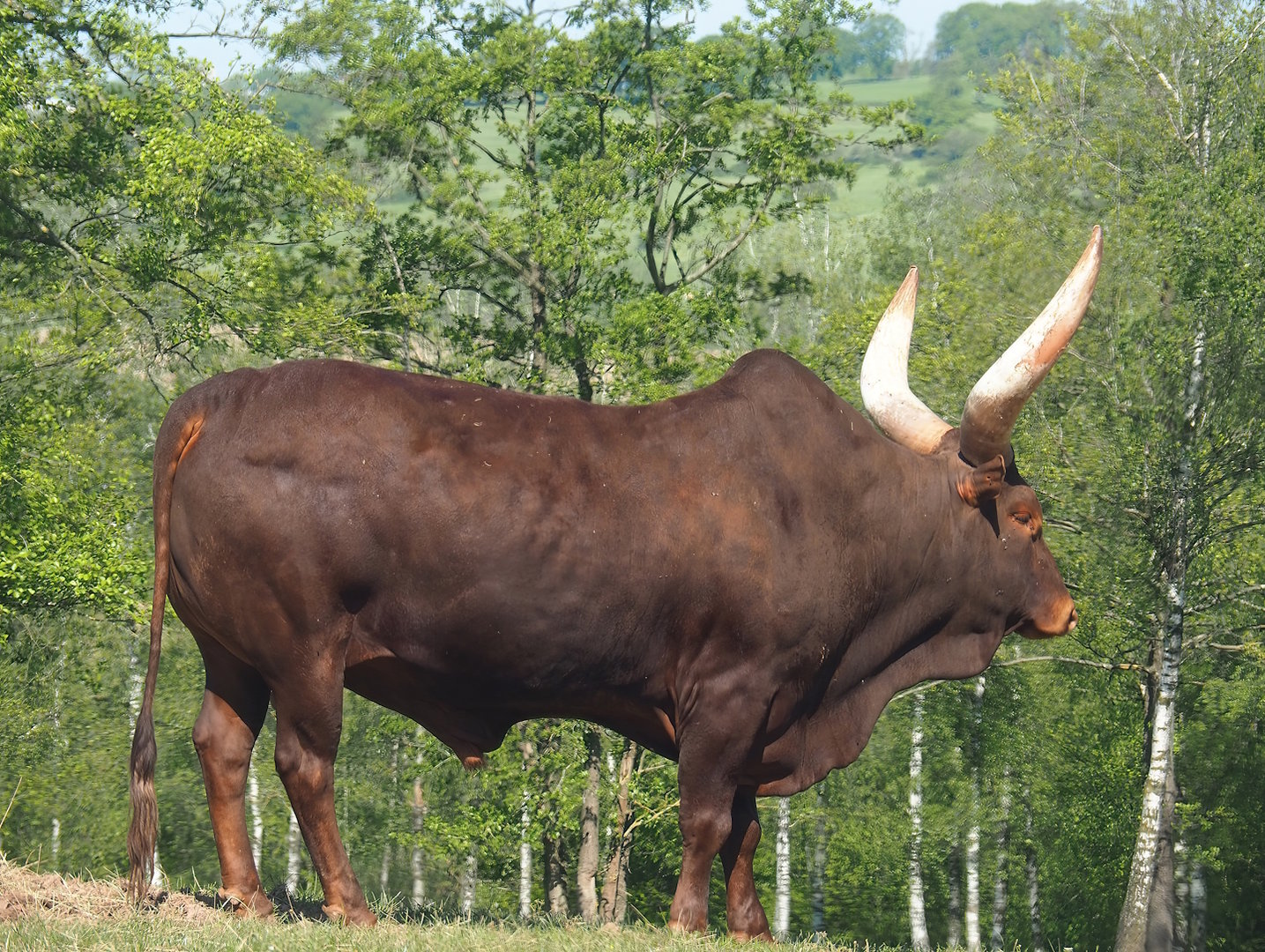 Ankole-Watusi cattle bull (Bos taurus indicus x B. t. taurus), 2023-05-19