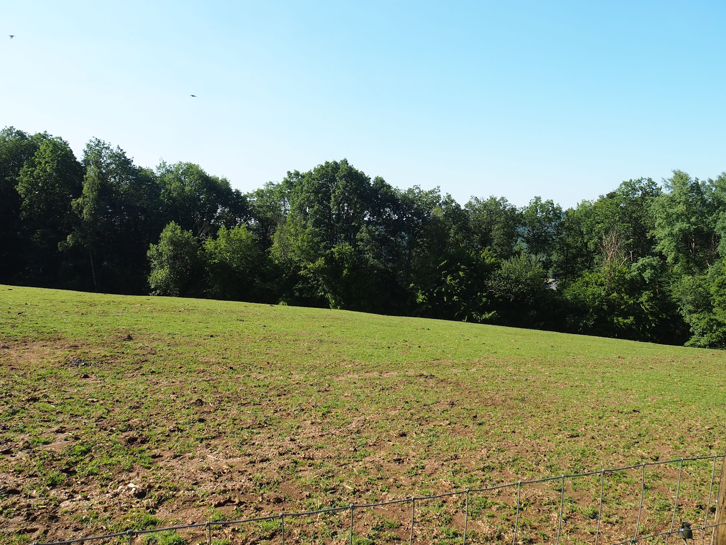 Ankole-Watusi cattle paddock, 2023-06-24