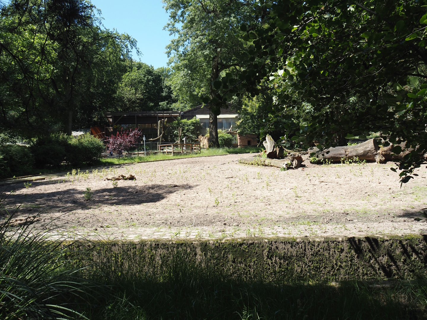 Ankole-Watusi cattle paddock, 2024-06-08