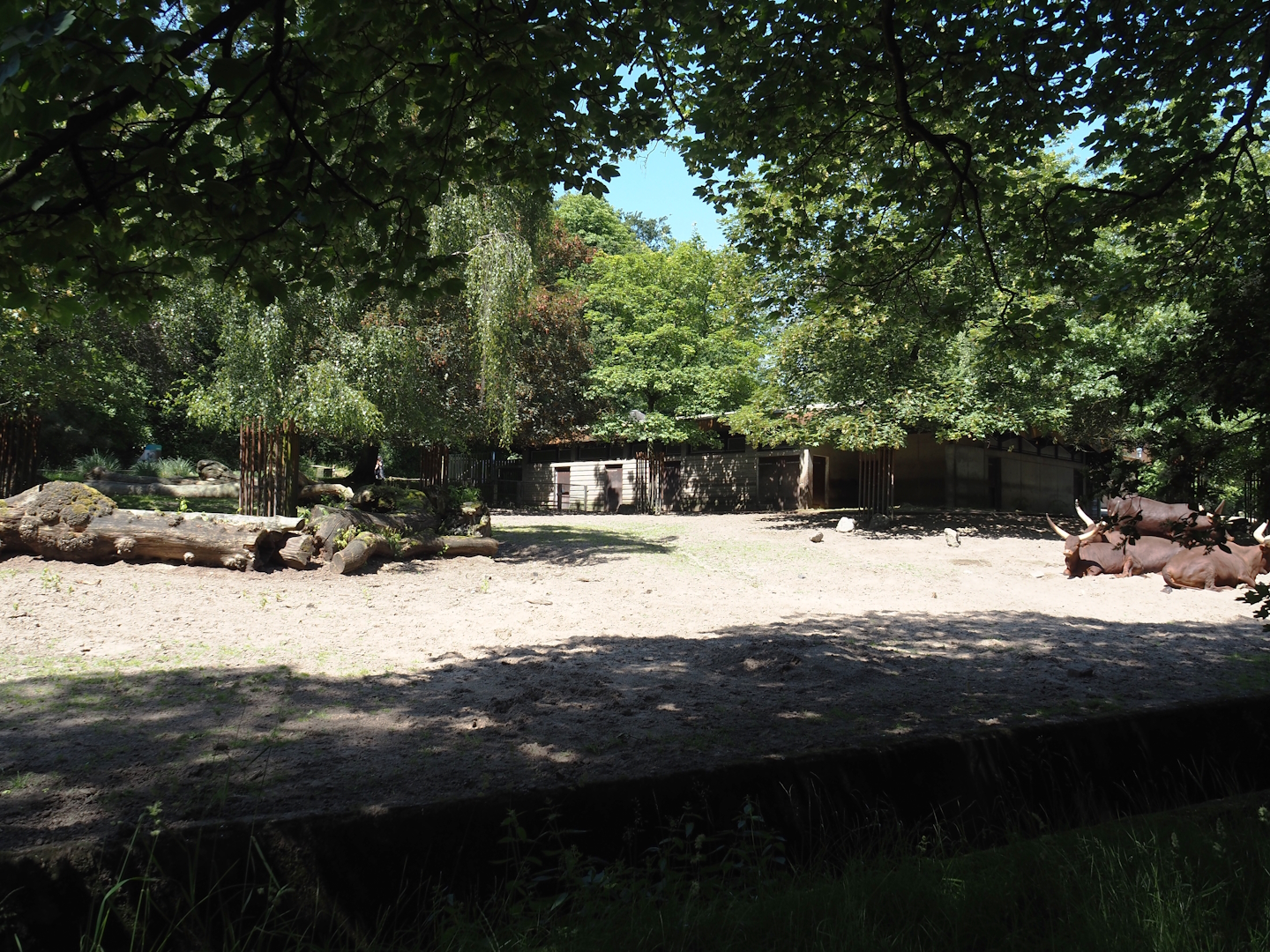 Ankole-Watusi cattle paddock, 2024-06-08