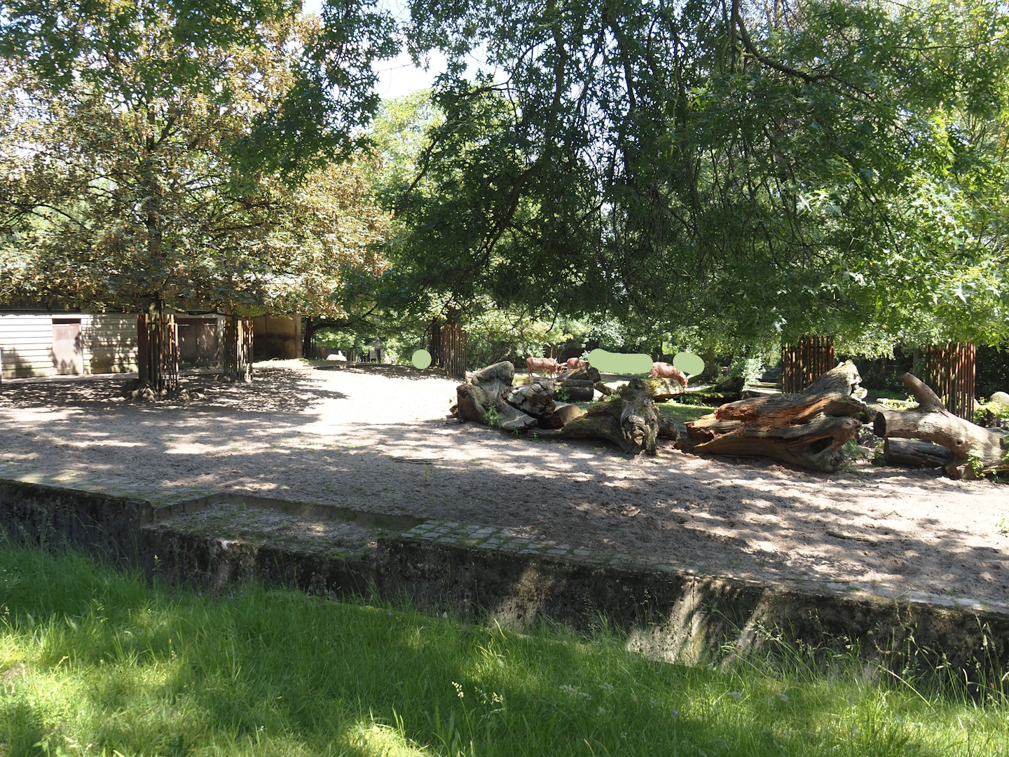 Ankole-Watusi cattle paddock, 2024-06-08