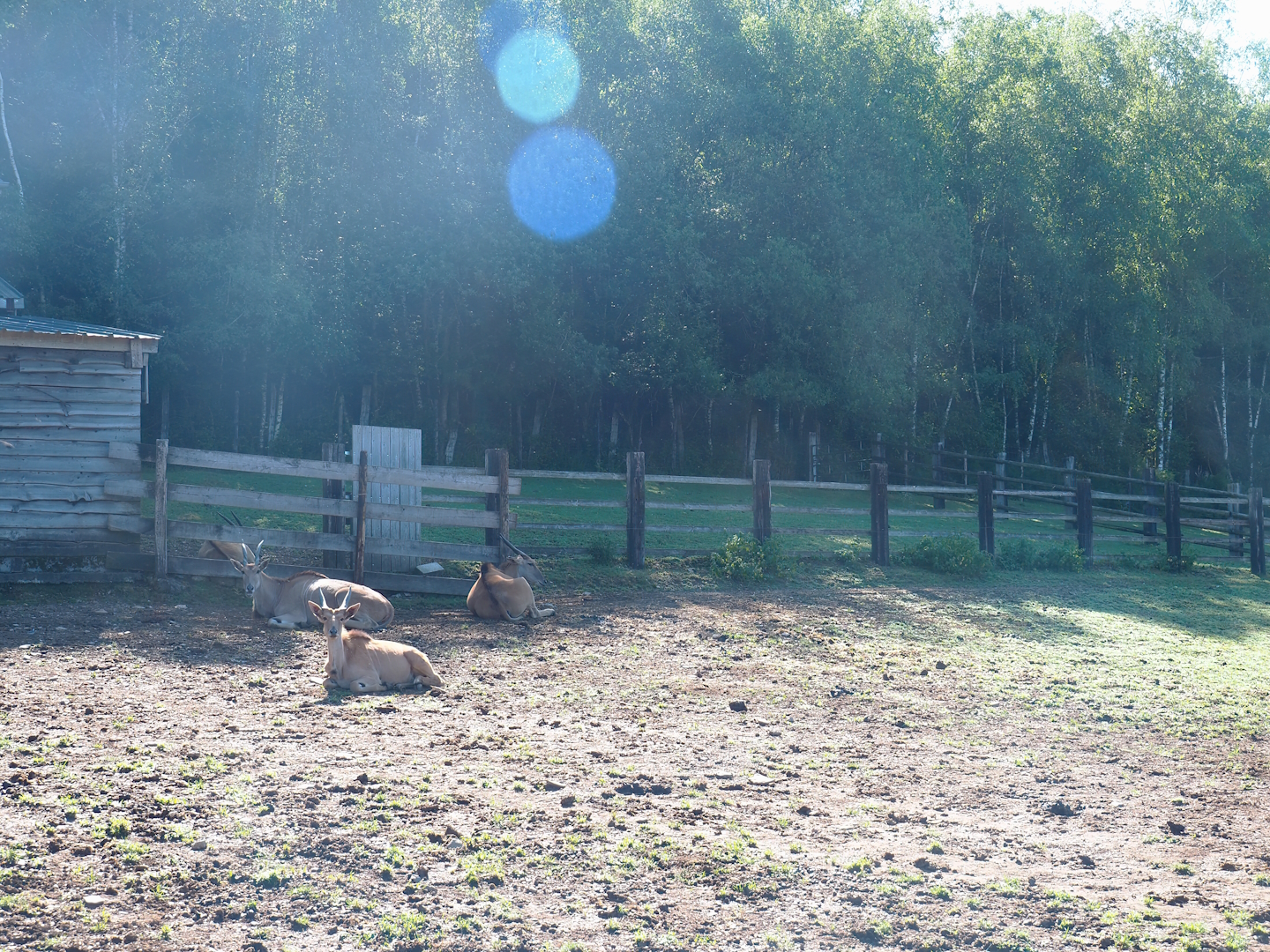 Ankole-Watusi cattle separation paddock, 2023-06-24