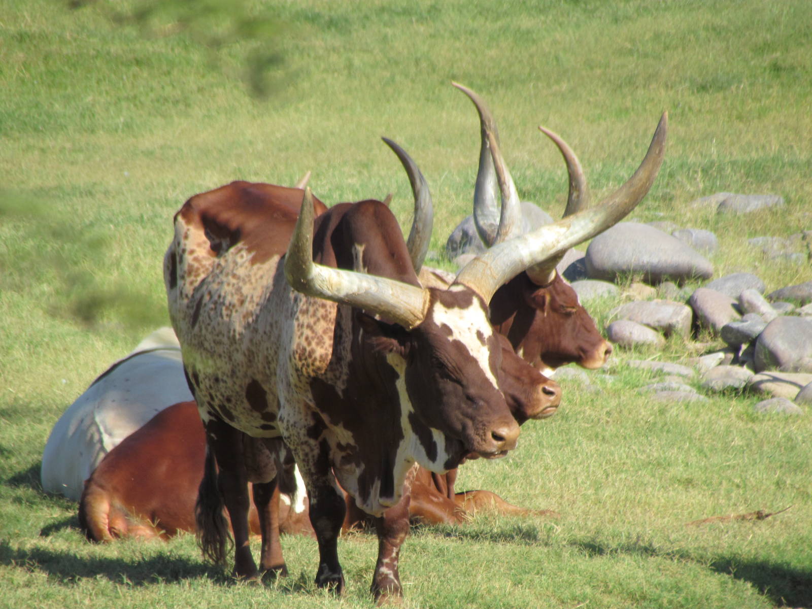 Ankole-Watusi Cattle