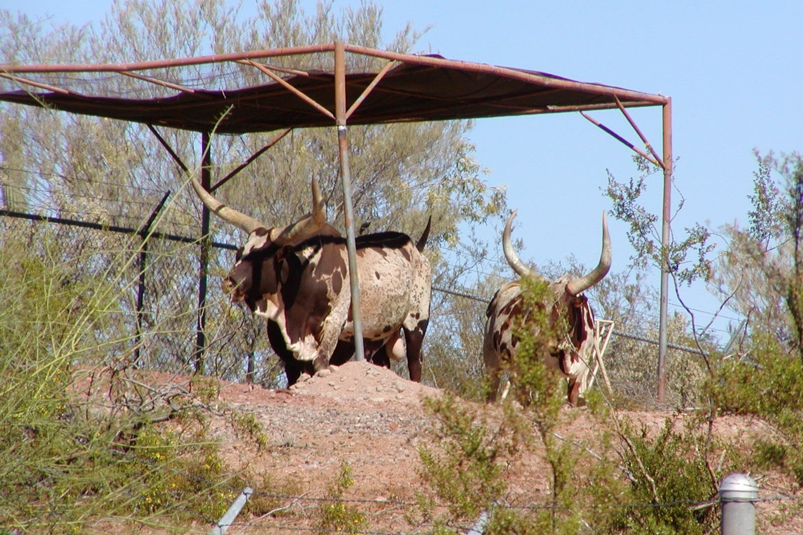 Ankole-Watusi Cattle