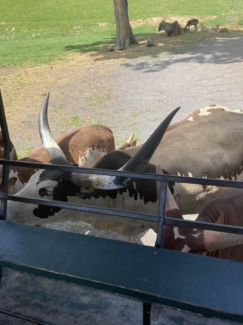 Ankole-Watusi Cattle