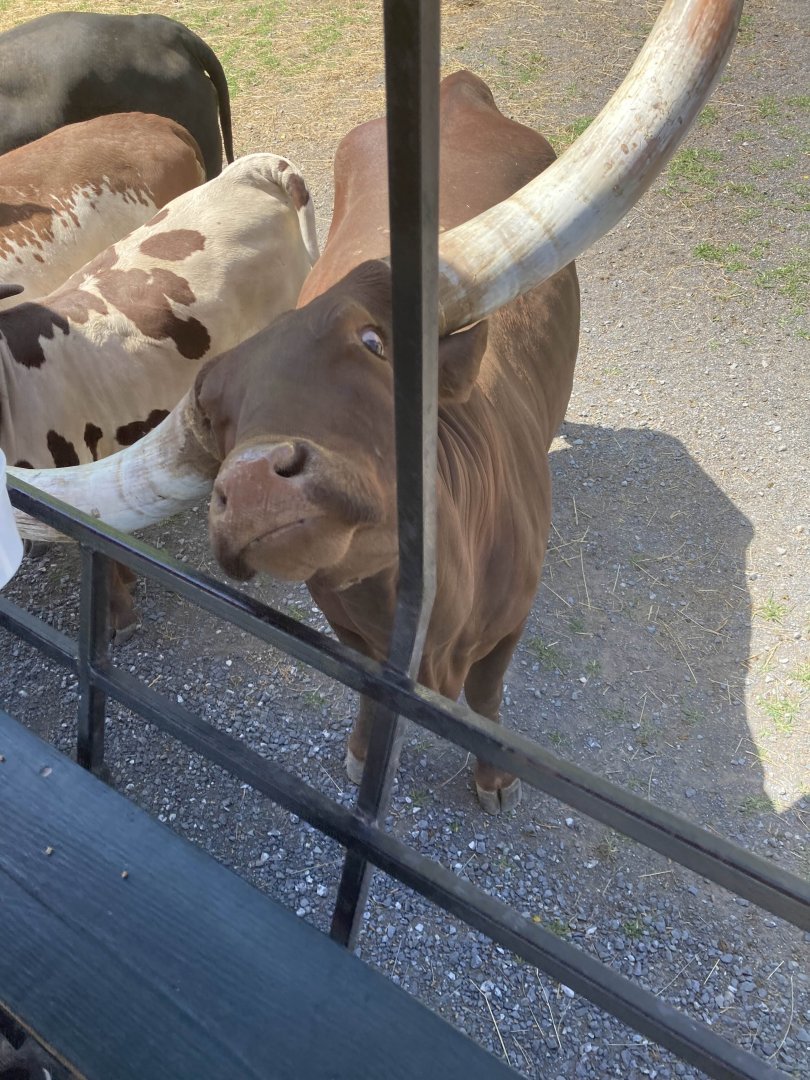 Ankole-Watusi Cattle