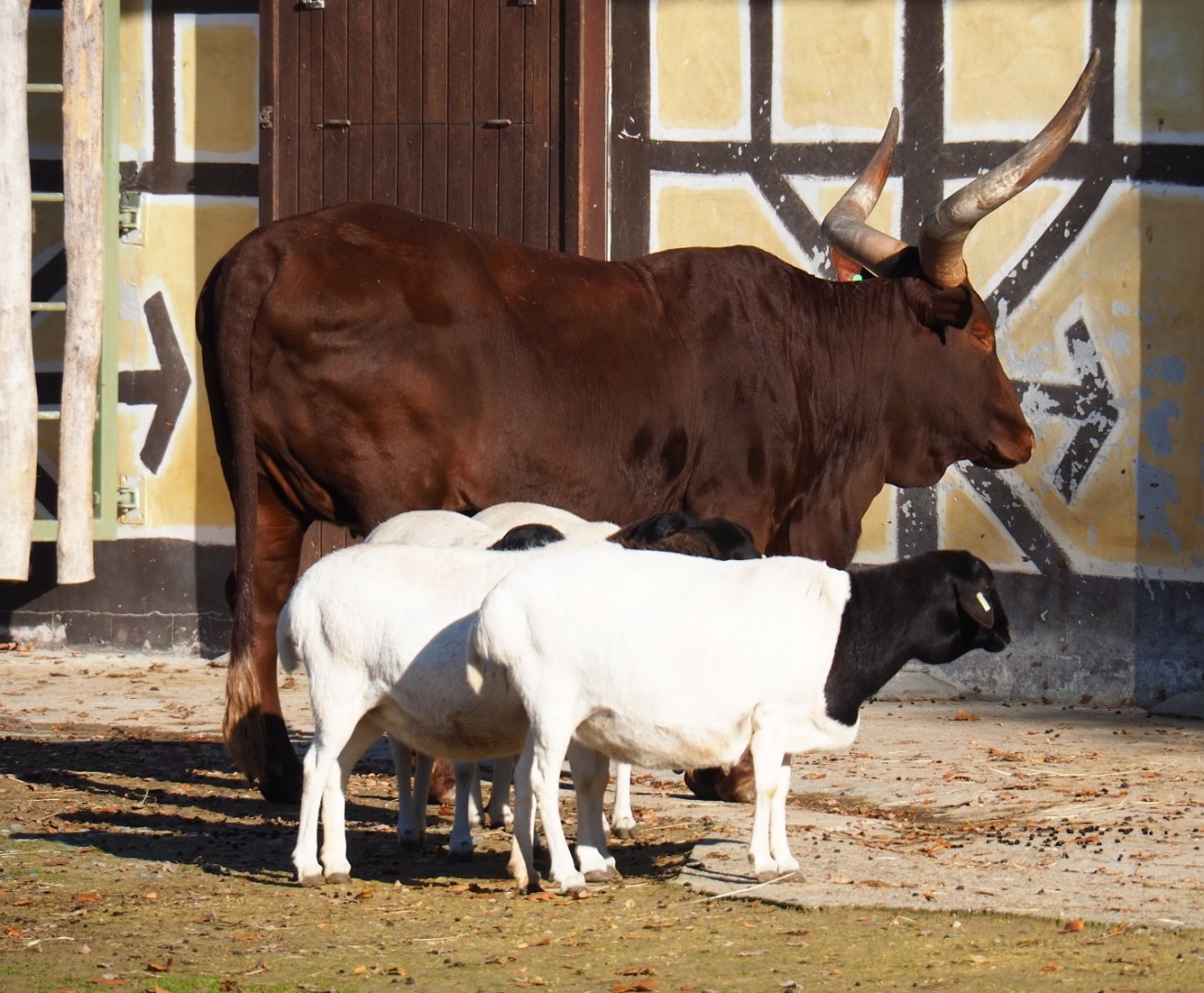 Ankole-Watusi cow (Bos taurus) and Somali sheep (Ovis aries), Nov 18th, 2018