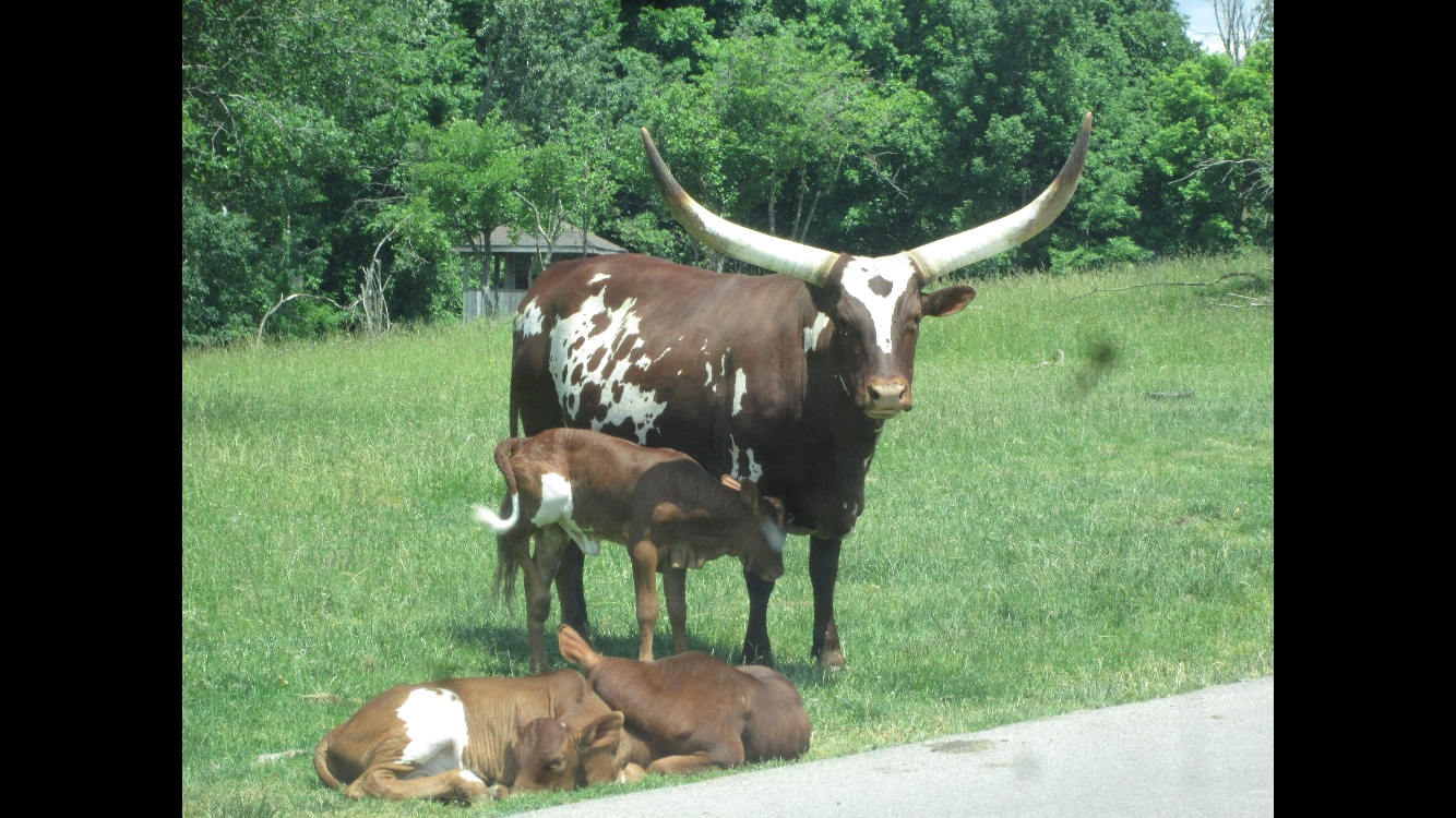 Ankole-Watusi Cow with Calves