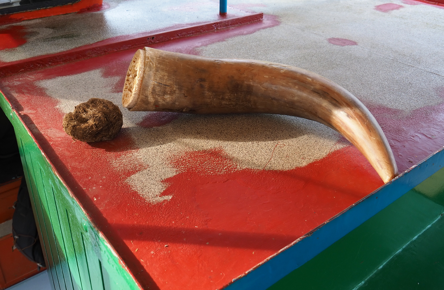 Ankole-Watusi horn and Southern white rhinoceros bolus on the safari boat, 2019-09-15