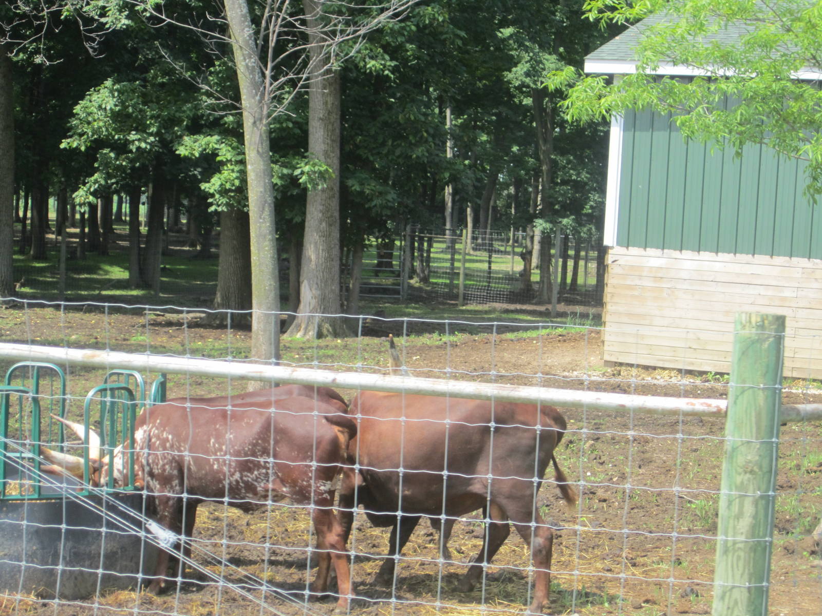 Ankole Watusi Paddock