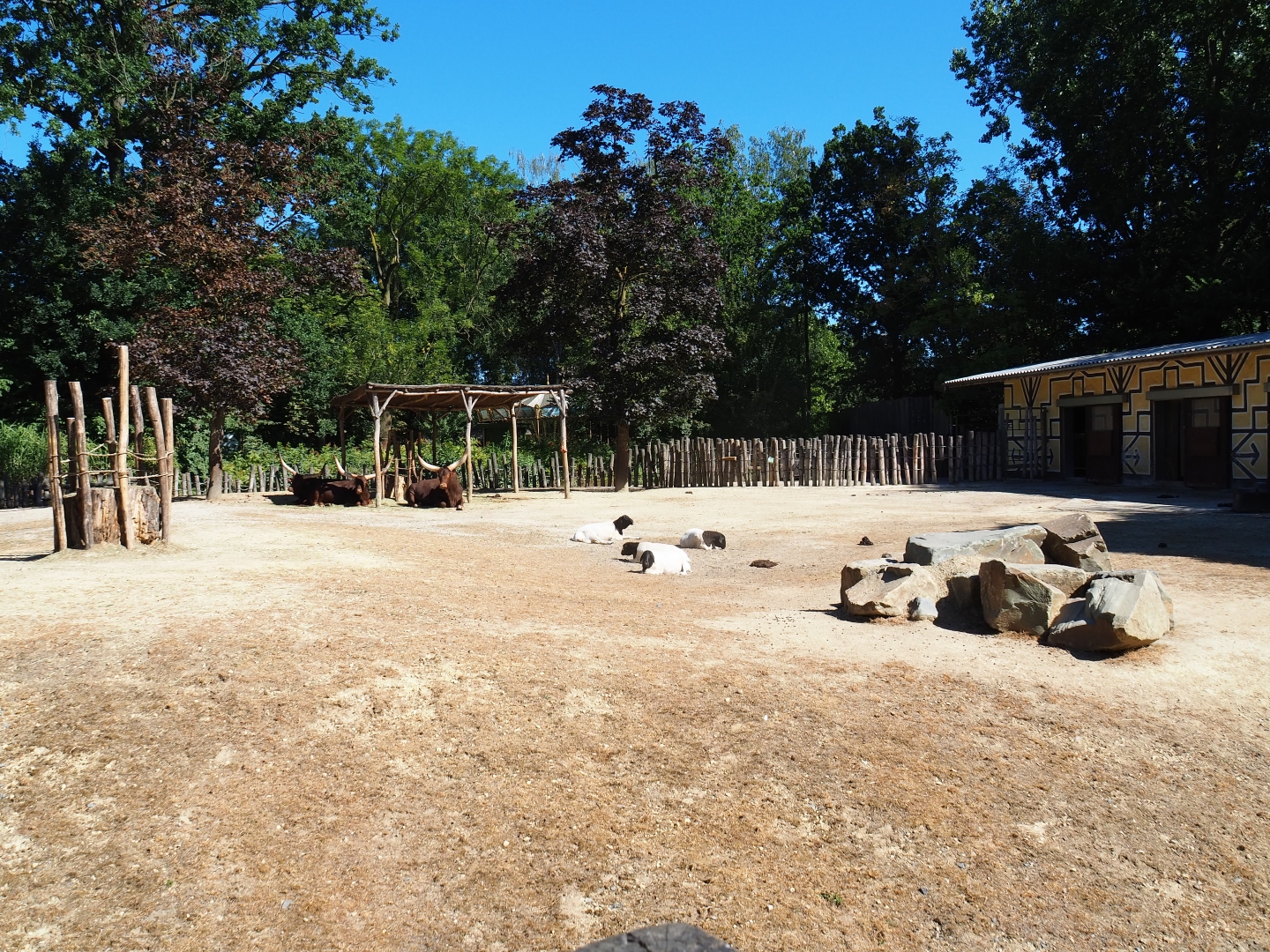 Ankole-Watusi/Somali sheep yard