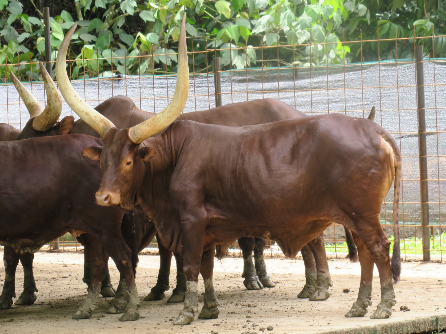 Ankole-Watusi