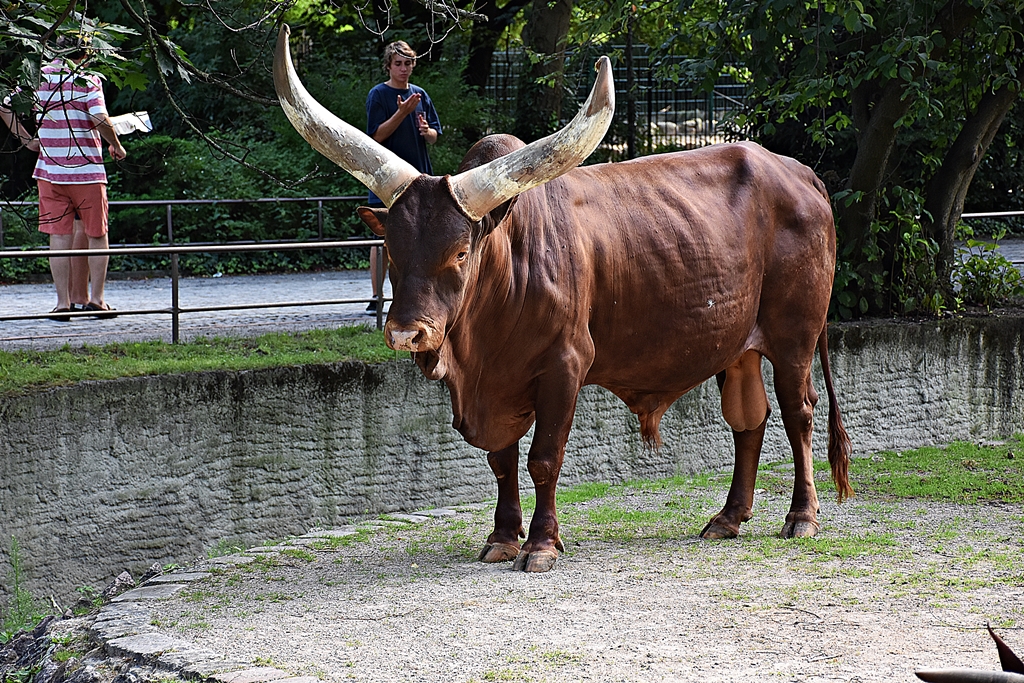 Ankole-Watusi