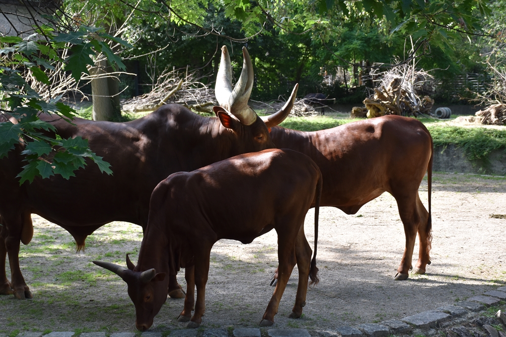 Ankole-Watusi