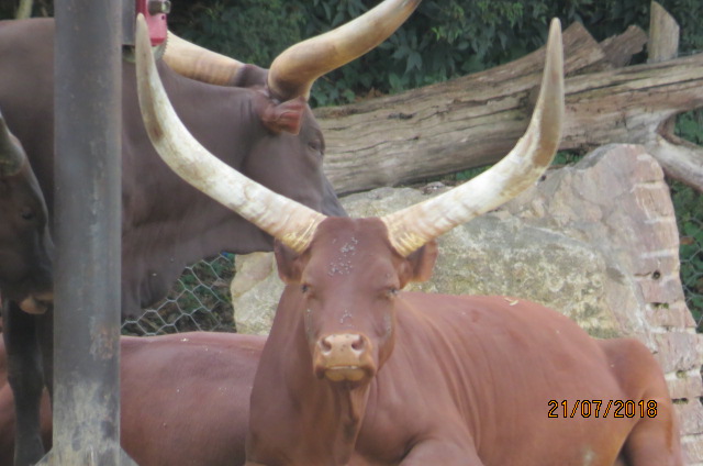 Ankole Watusi