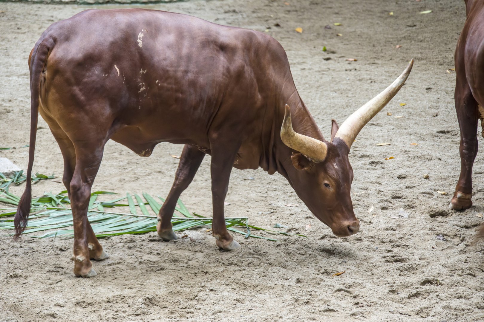 Ankole-Watusi