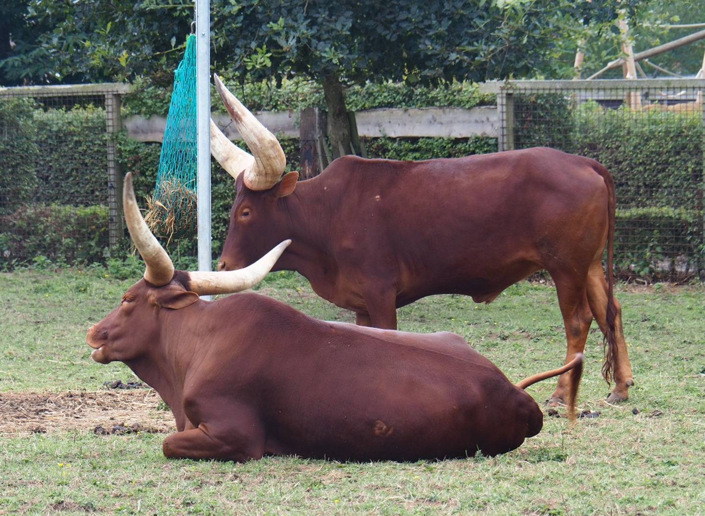 Ankole-Watusis (Bos taurus taurus - B. t. indicus hybrid)