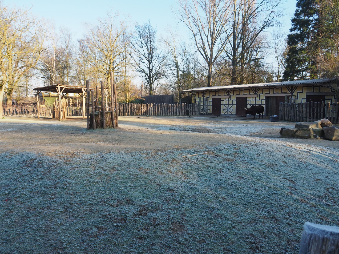 Ankole-Watussi cattle and Somali sheep paddock (Jan 20th, 2019)