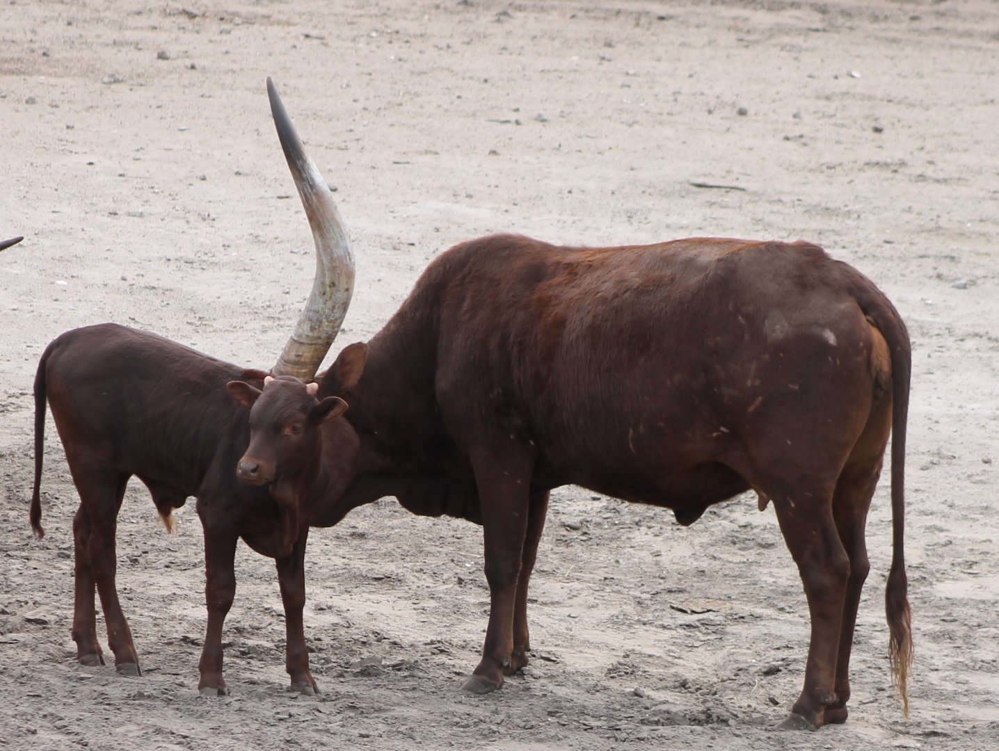 Ankole with calf