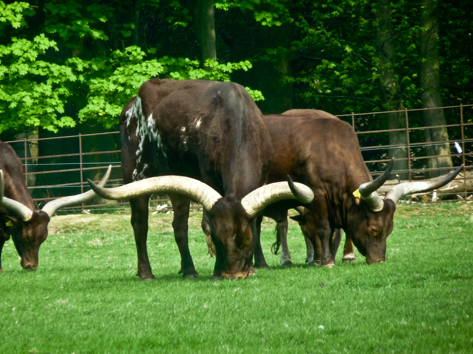 Ankole