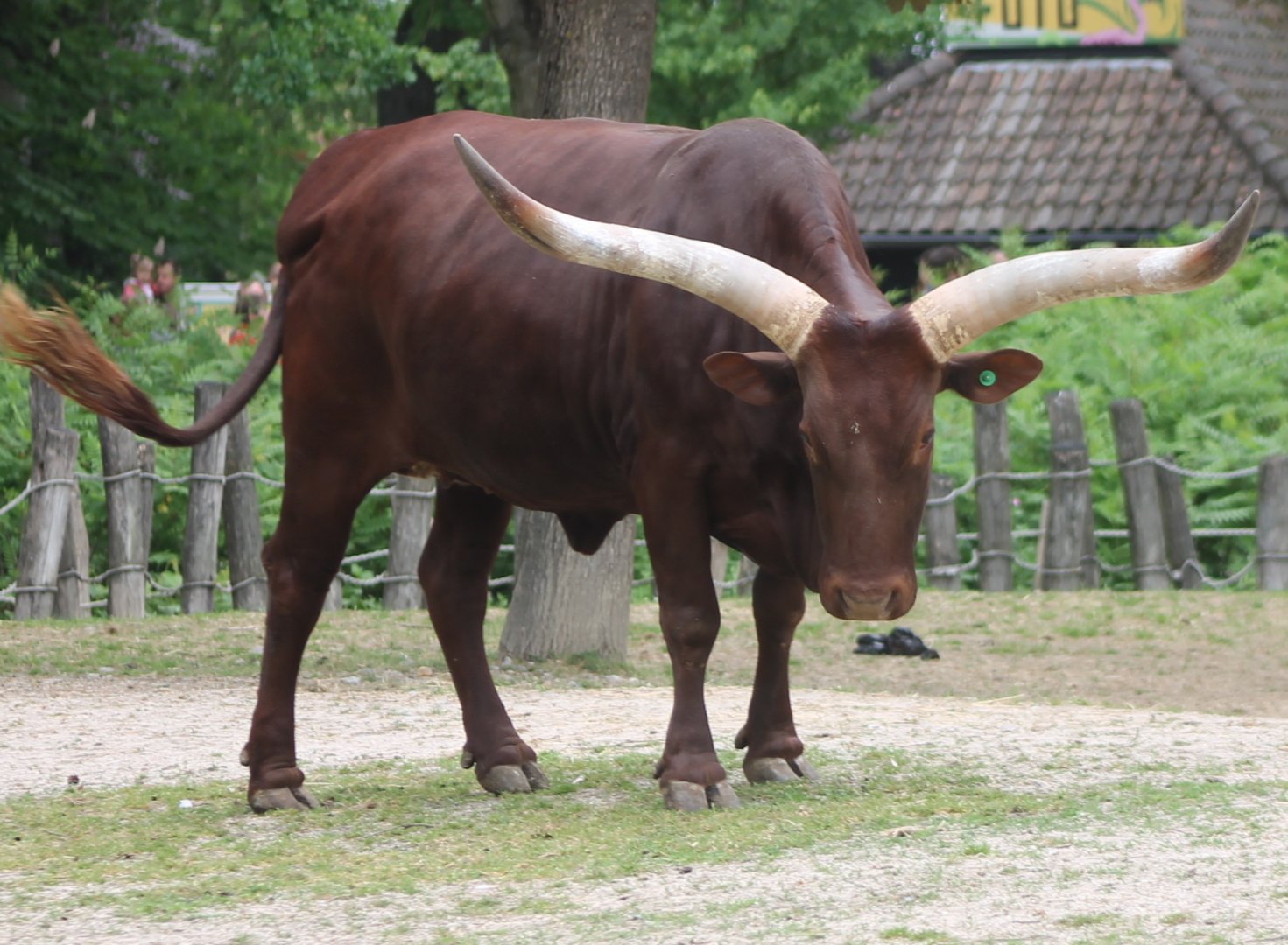 Ankole