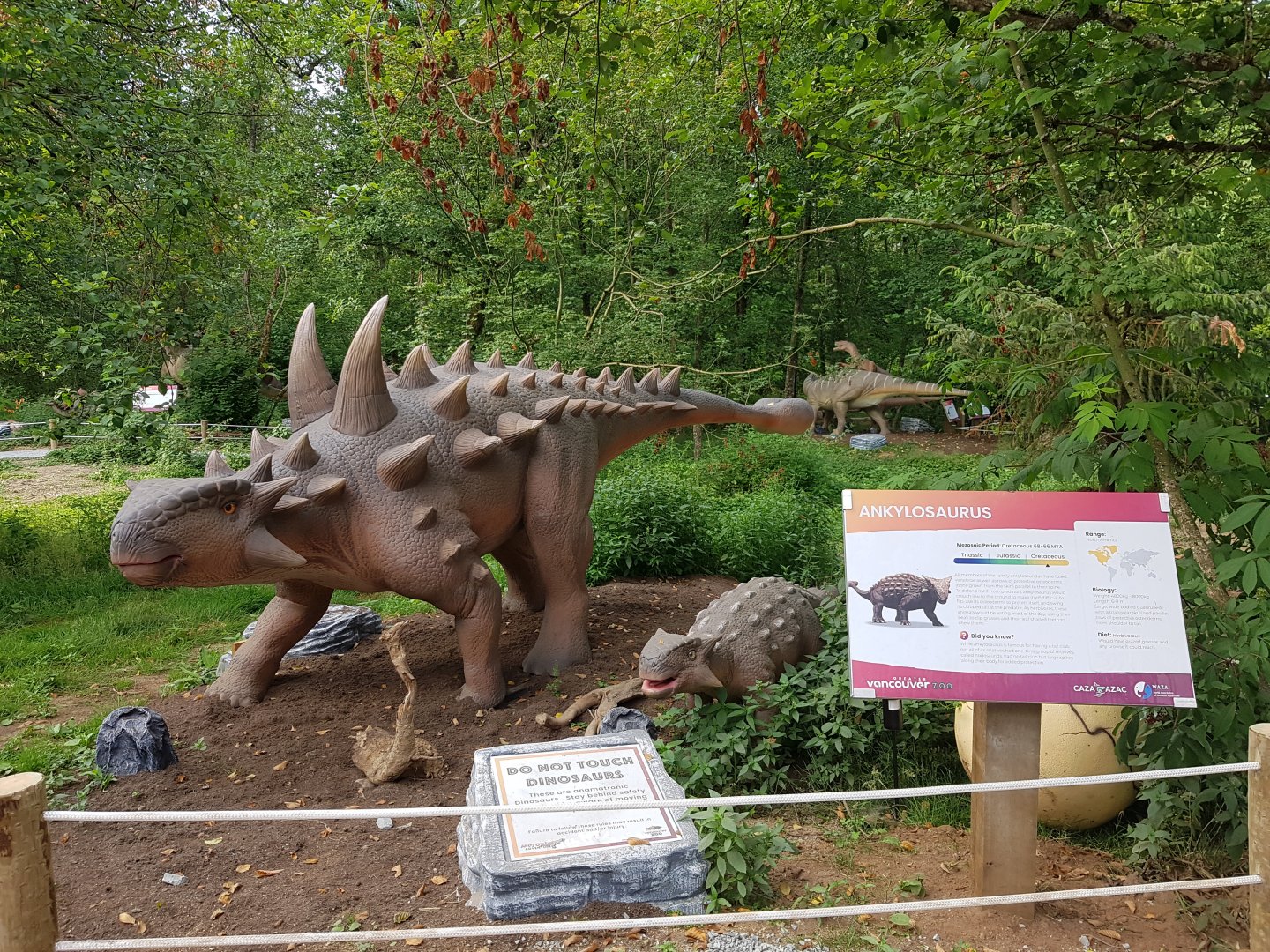 Ankylosaurus Display