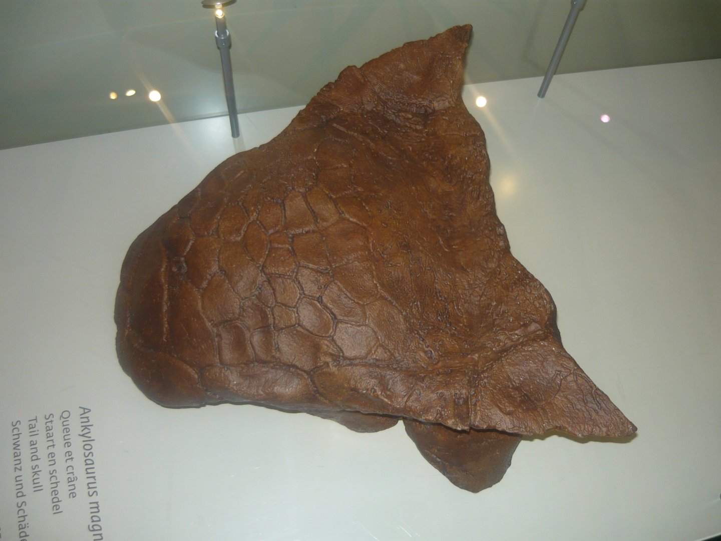 Ankylosaurus magniventris skull