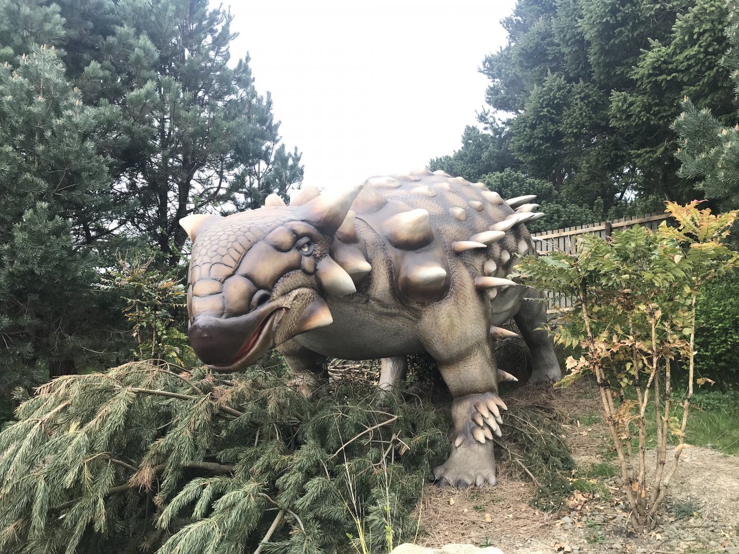 Ankylosaurus
