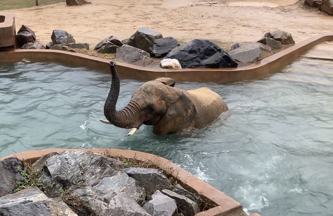 Anna the Elephant Swimming in Rain