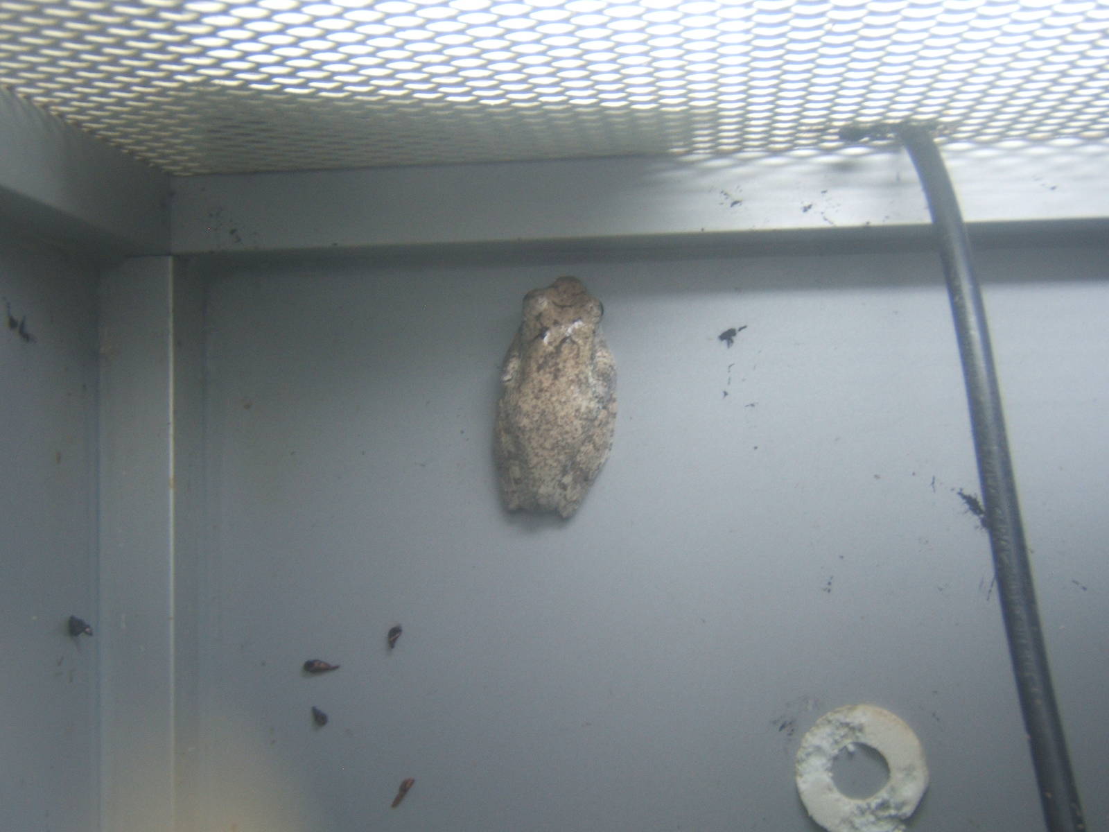 Annam Flying Frog (Rhacophurus annamensis)