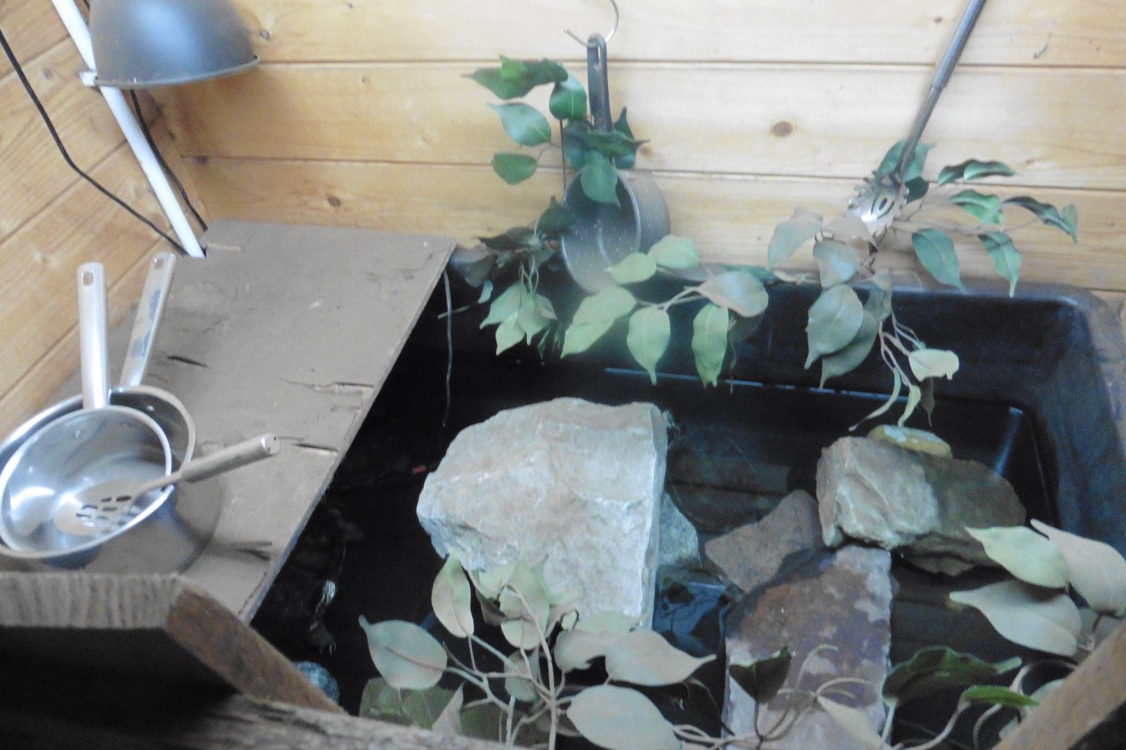 Annam Leaf Turtle...bath!