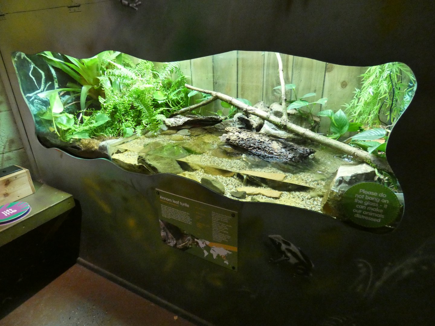 Annam Leaf Turtle enclosure