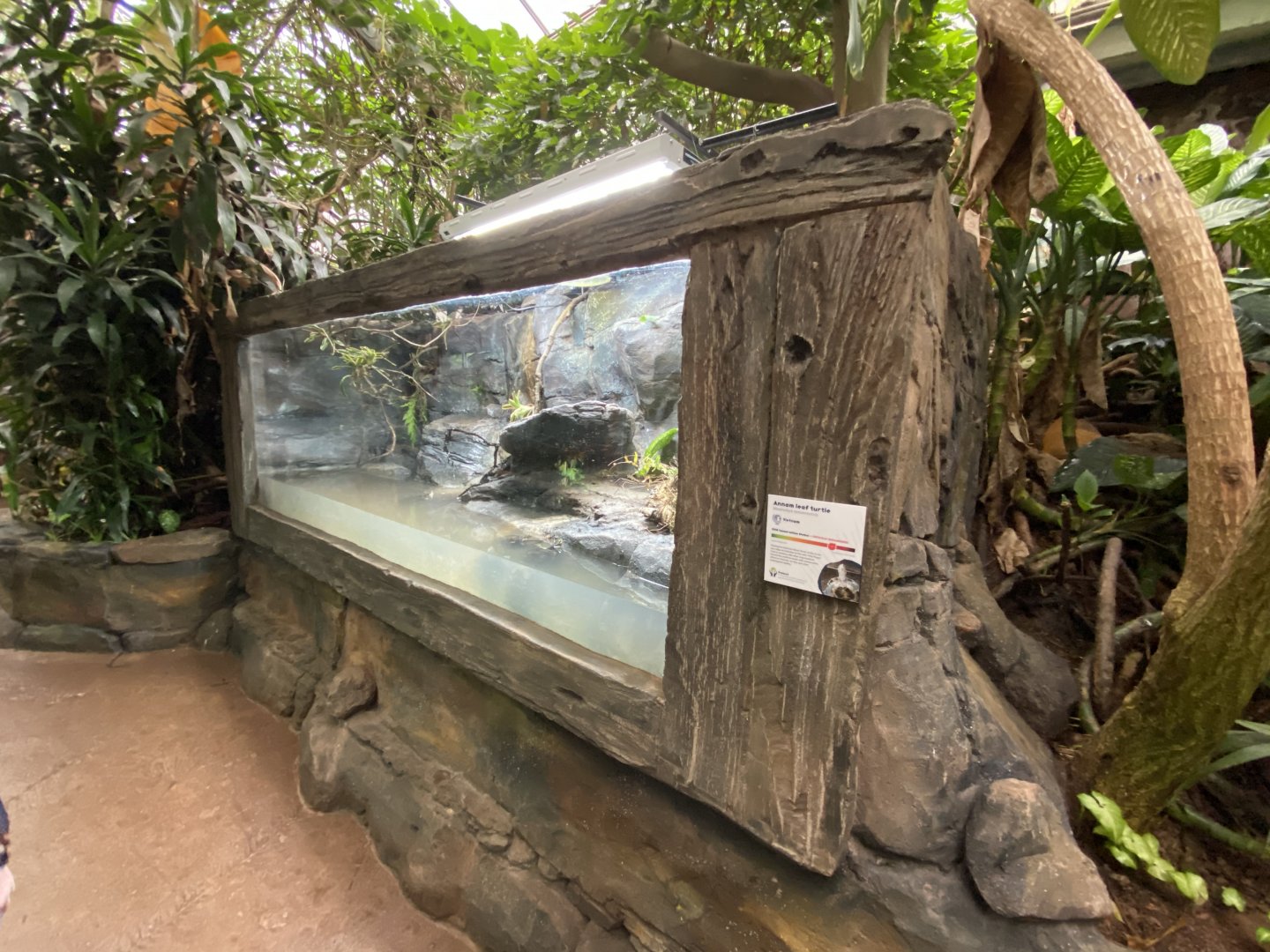 Annam leaf turtle exhibit 050120