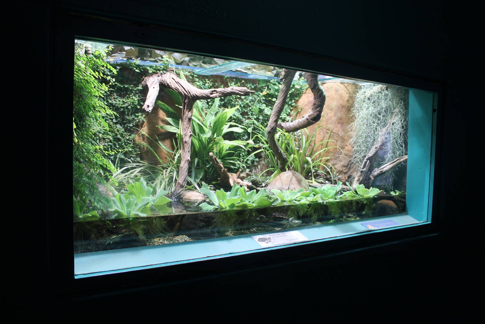 Annam Leaf turtle exhibit Chester Zoo aquarium