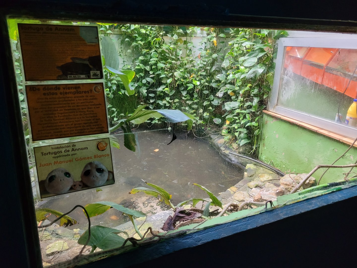 Annam leaf turtle exhibit -Zoo de Santillana del Mar (2023)
