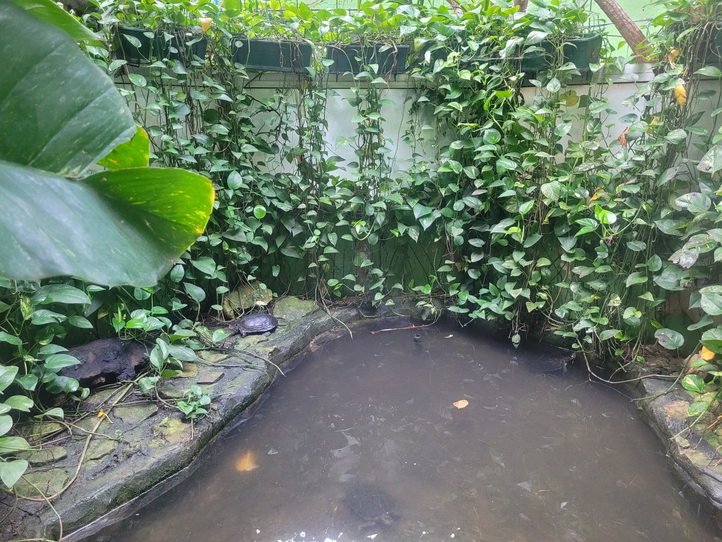 Annam leaf turtle exhibit -Zoo de Santillana del Mar (2023)