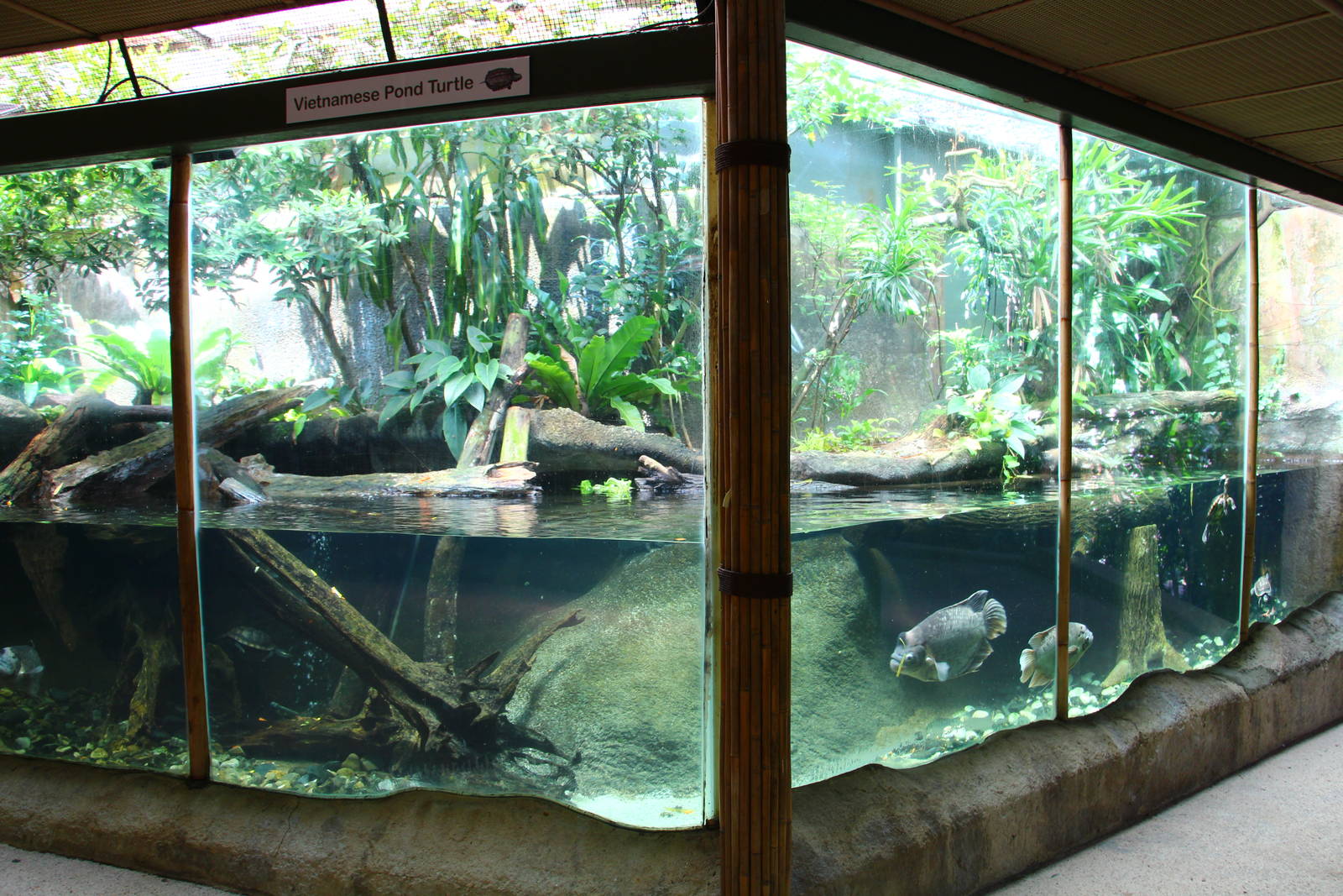 Annam Leaf Turtle exhibit