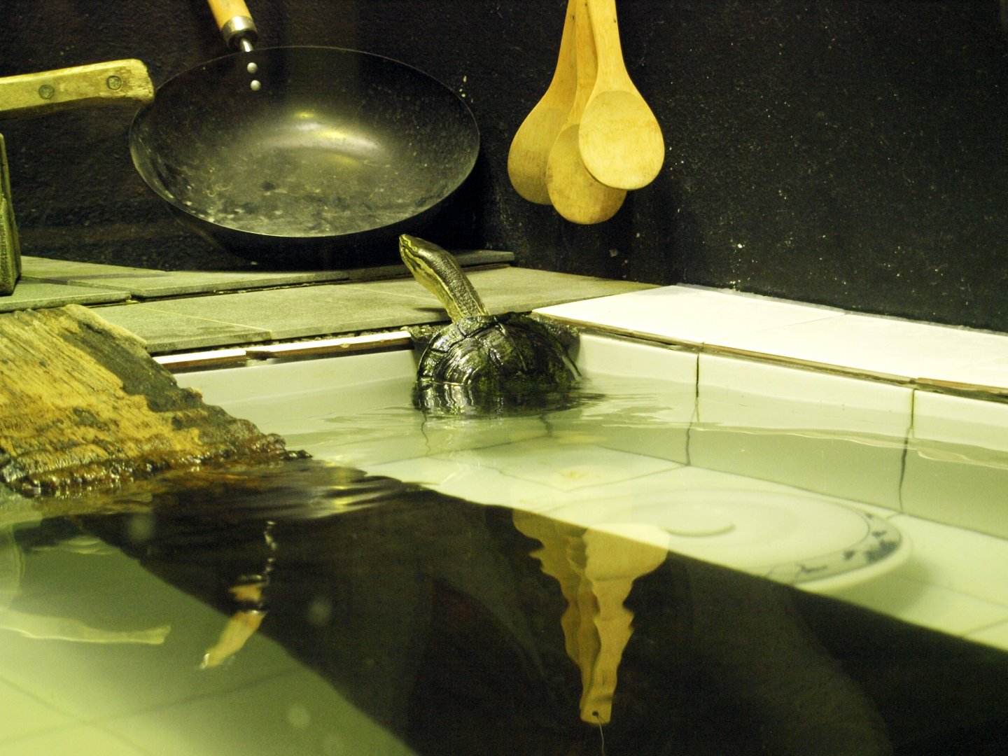 Annam leaf turtle exhibit