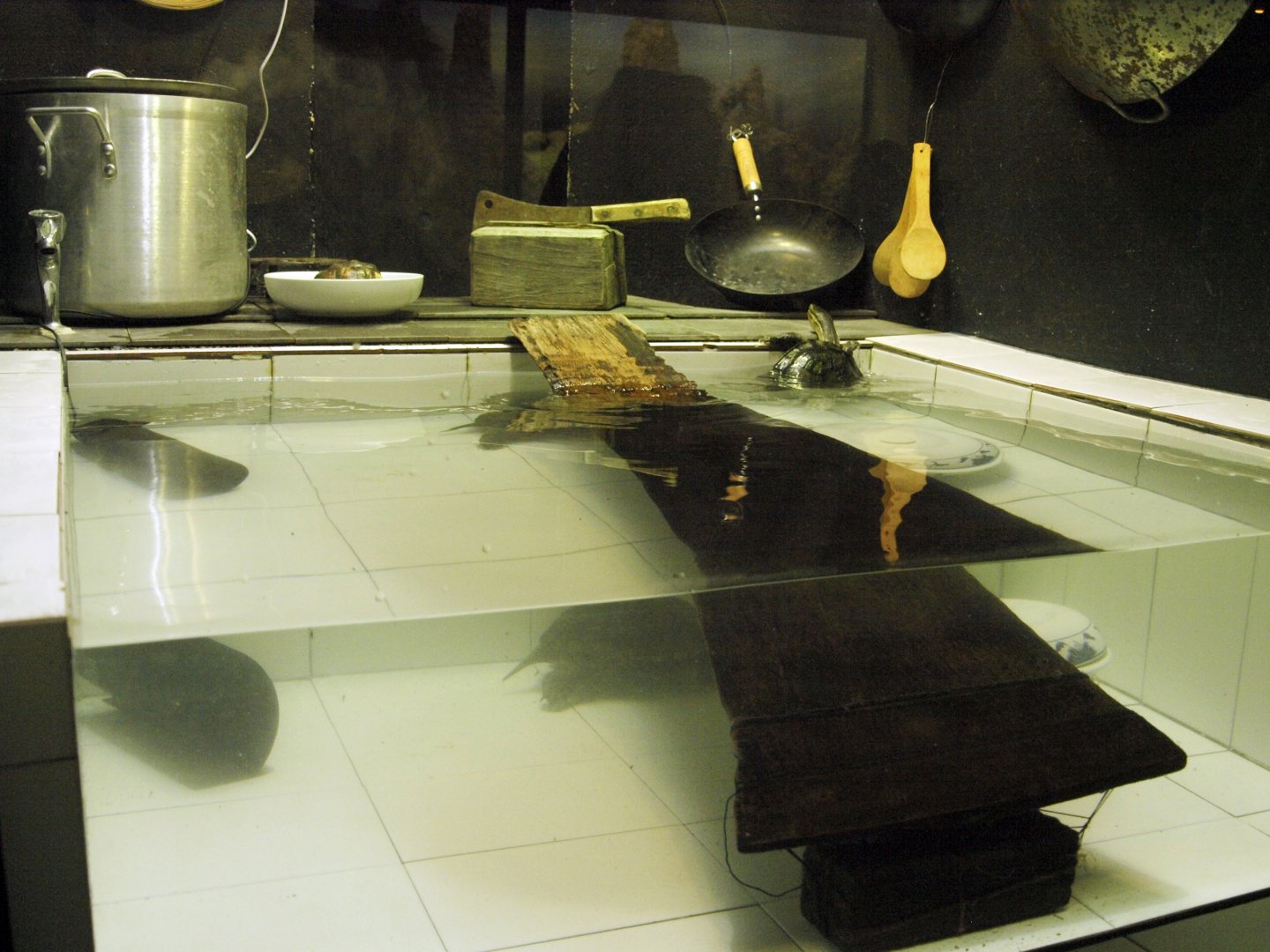 Annam leaf turtle exhibit