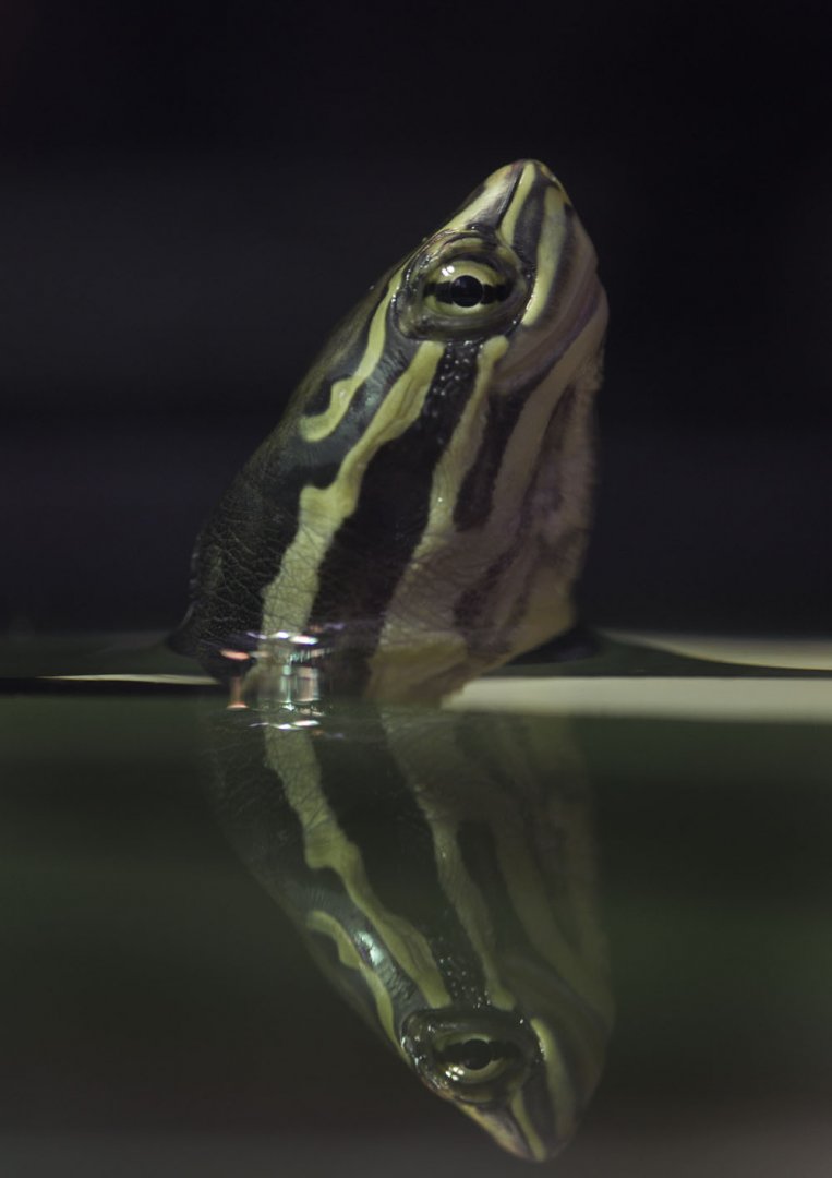 Annam leaf turtle juvenile