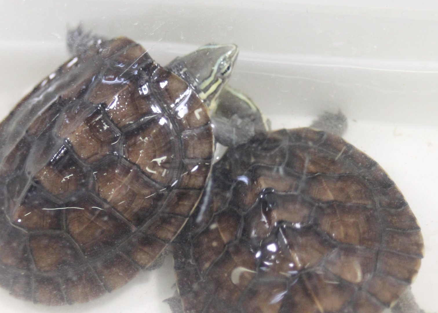 Annam leaf turtle - Mauremys annamensis