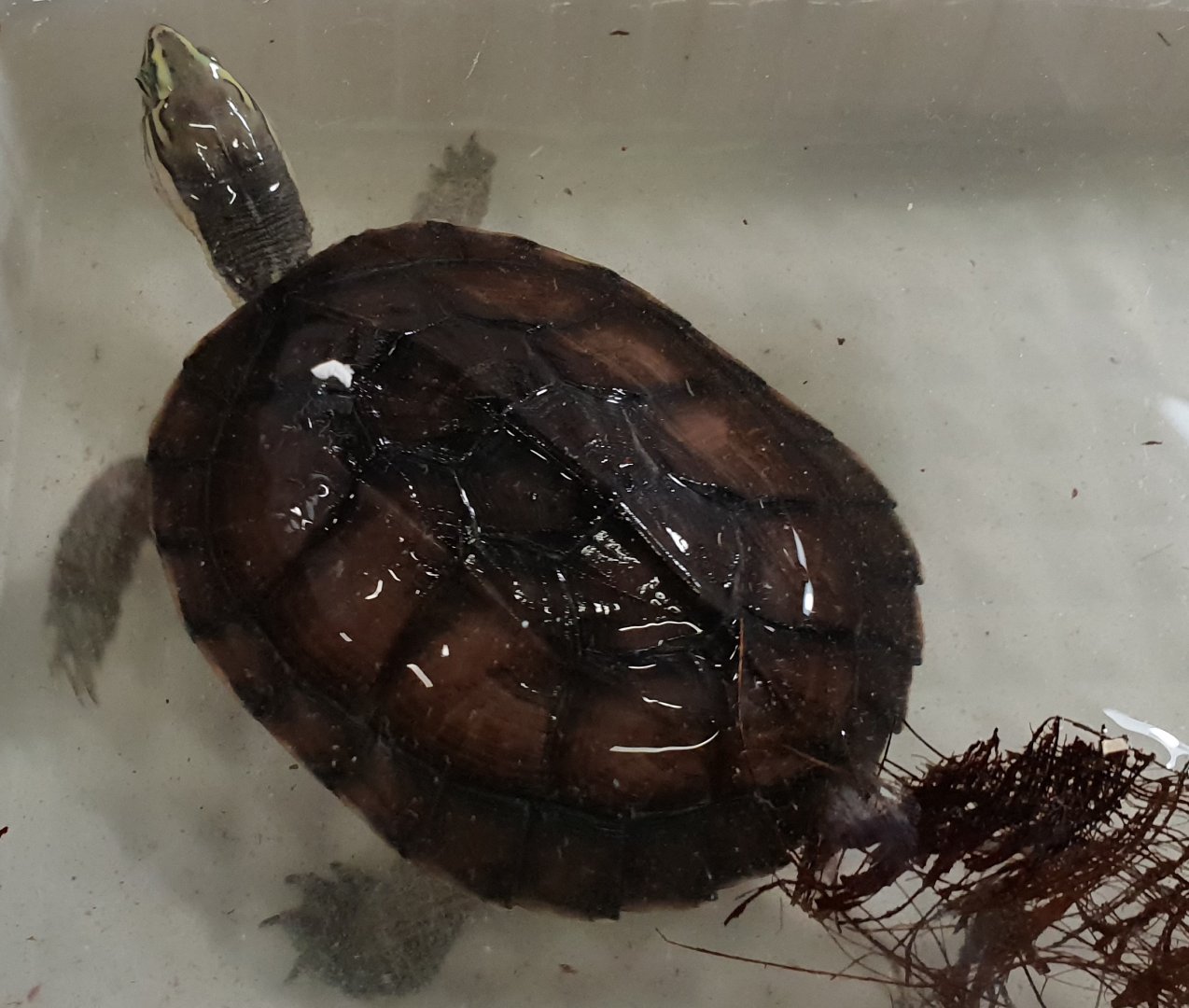 Annam leaf turtle - Mauremys annamensis