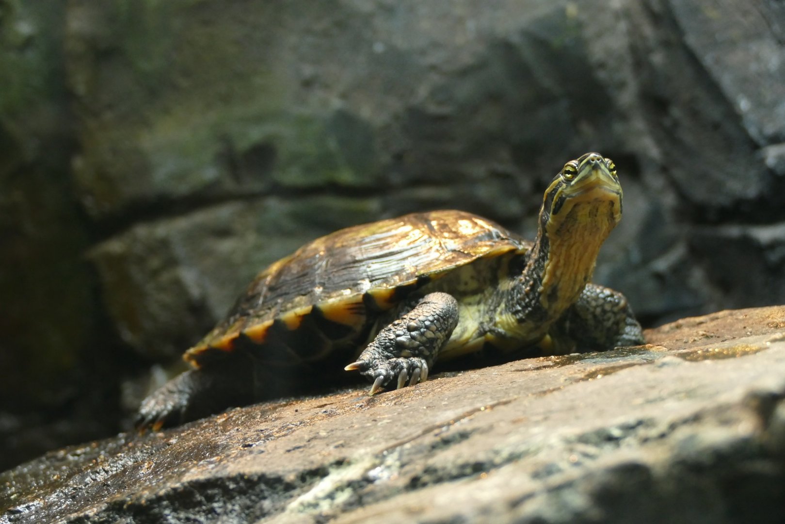 Annam Leaf Turtle, October 2021