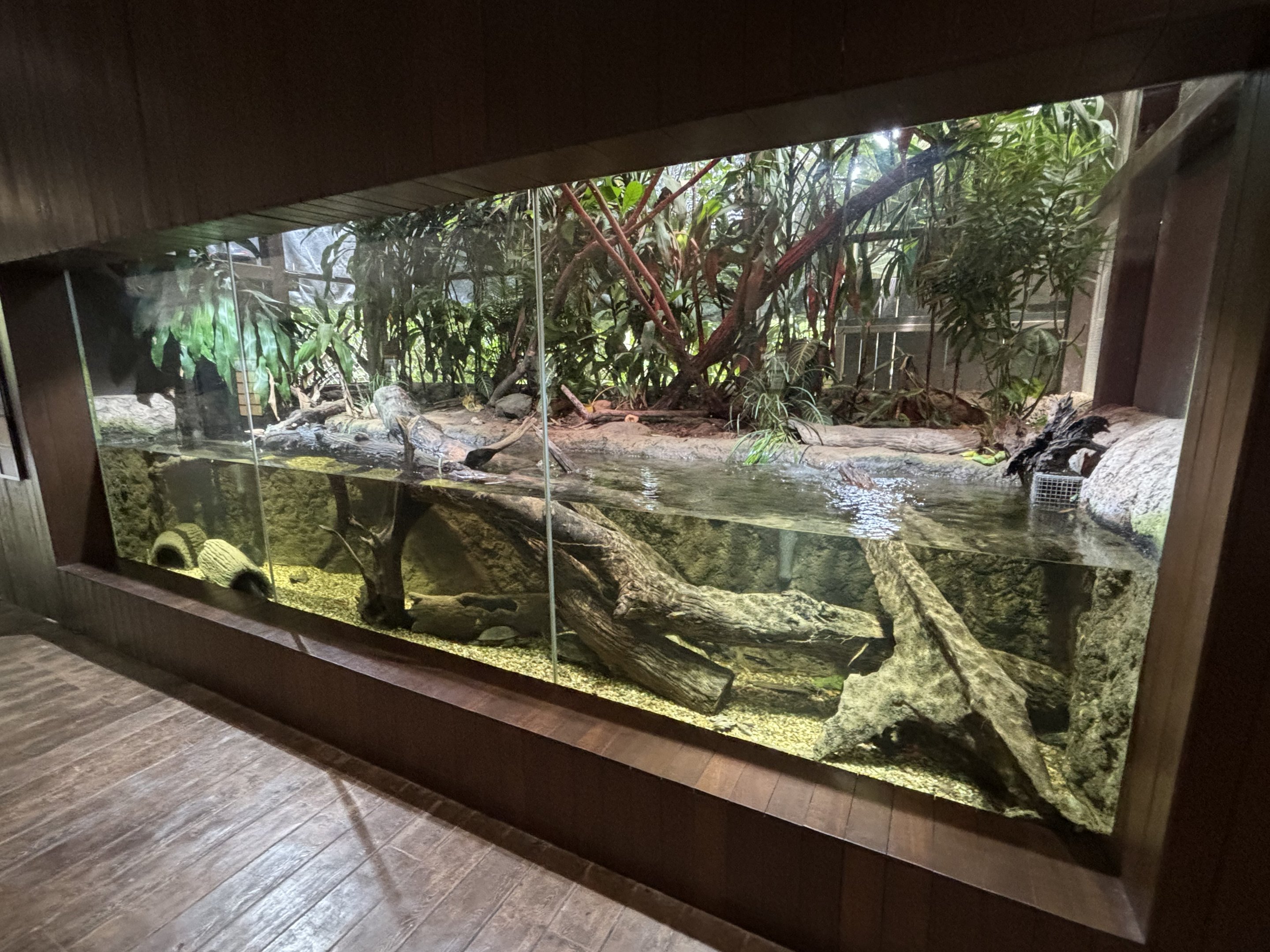 Annam Leaf Turtle + Sailfin Lizard Exhibit