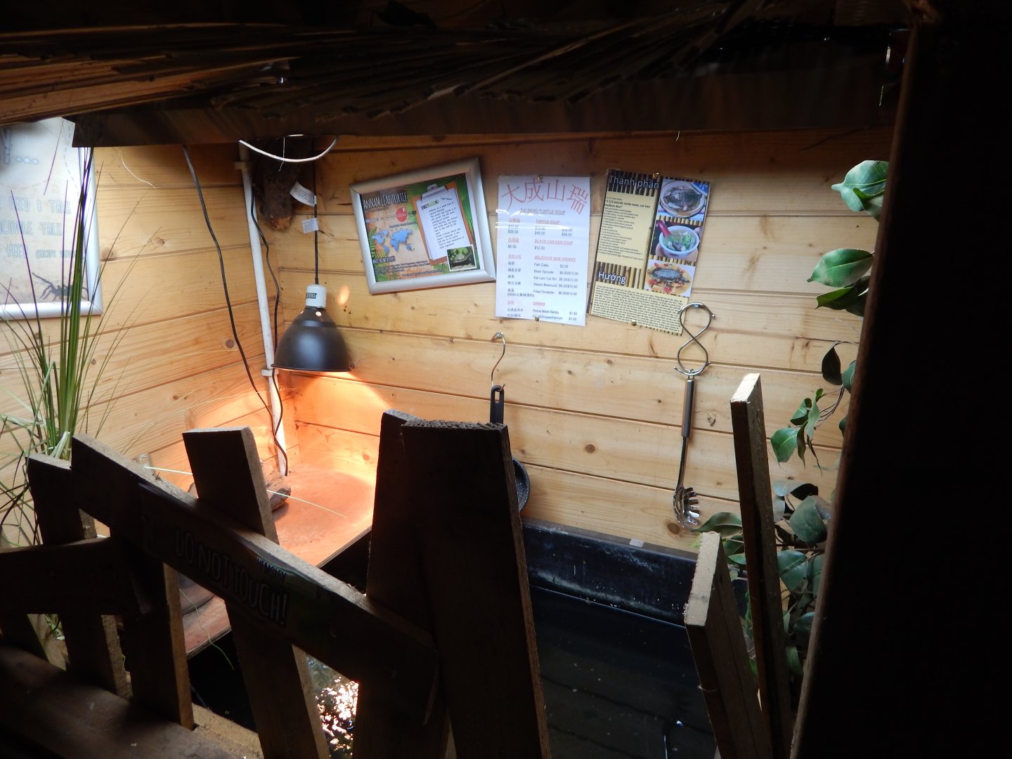 Annam Leaf Turtle tank