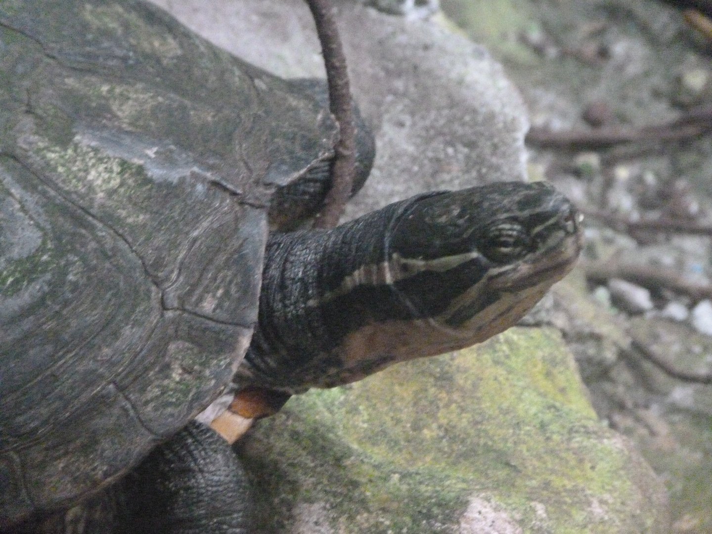 Annam leaf turtle -Zoo de Santillana del Mar (2024)