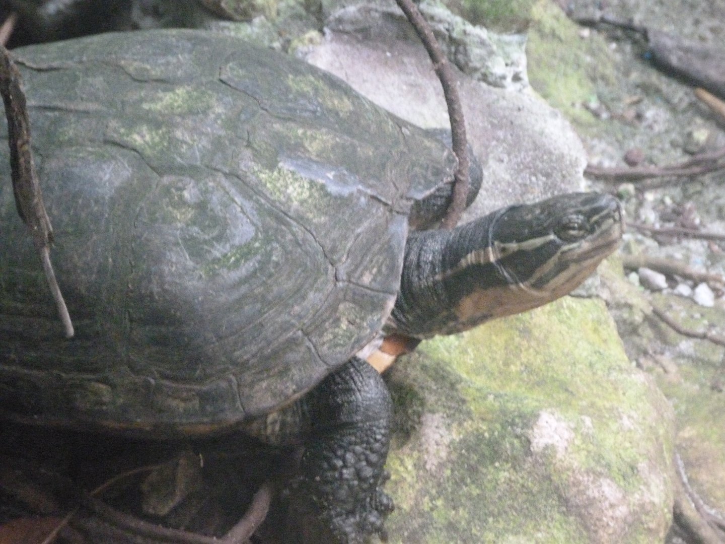 Annam leaf turtle -Zoo de Santillana del Mar (2024)