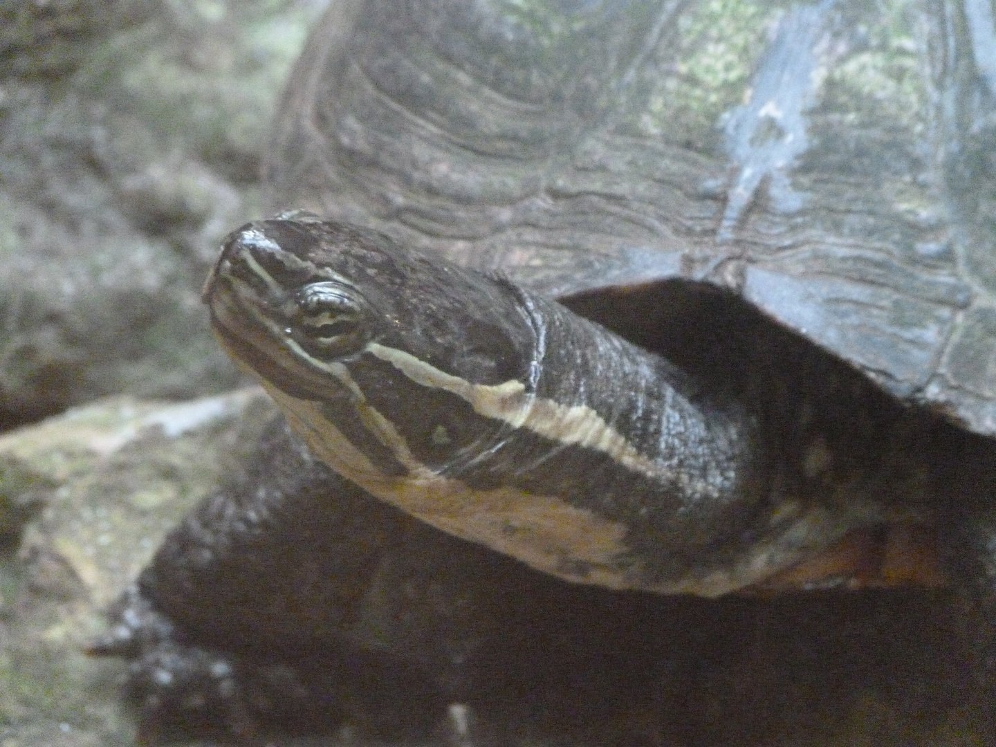 Annam leaf turtle -Zoo de Santillana del Mar (2024)