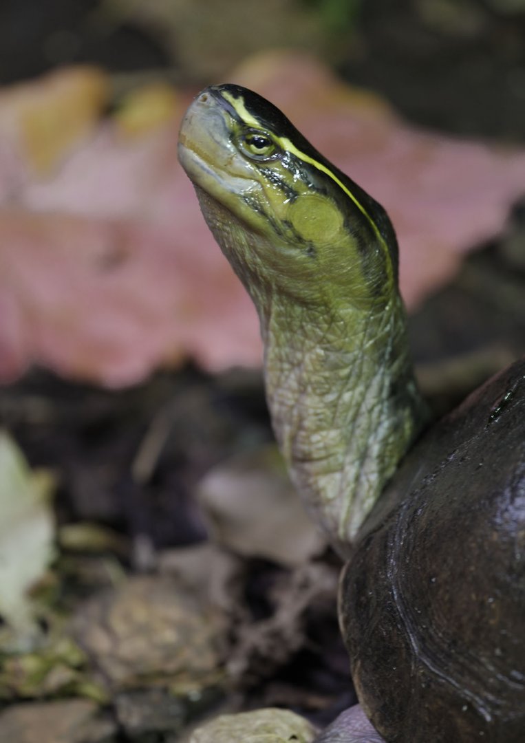 Annam leaf turtle